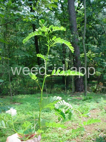 leafflower